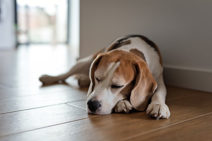 Un chien allong&eacute;