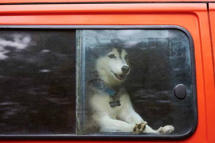 Un husky enferm&eacute; dans une voiture