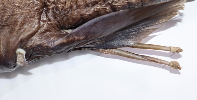 Rhinochimaera costaricana