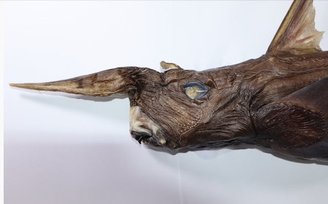 Rhinochimaera costaricana