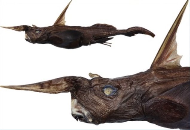 Rhinochimaera costaricana