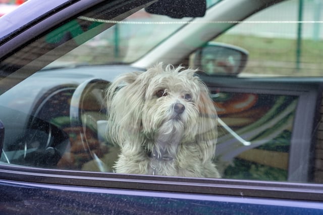 Un chien enferm&eacute; dans une voiture