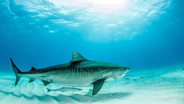 Un requin tigre