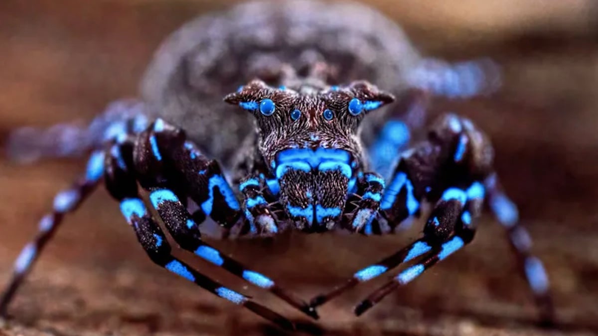 Une araign&eacute;e bleue fluorescente
