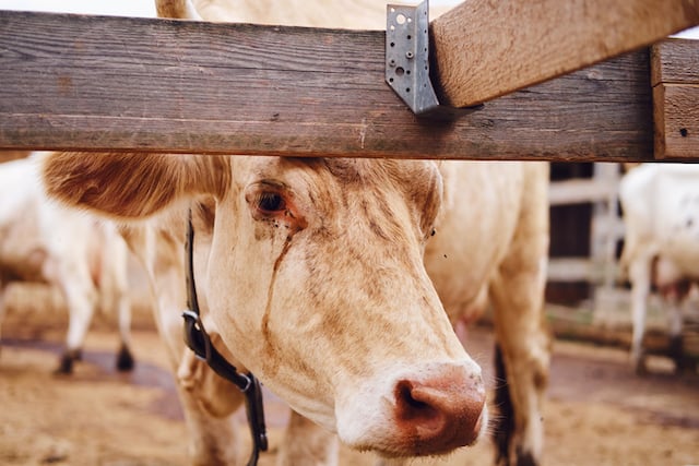 Gros plan sur une vache