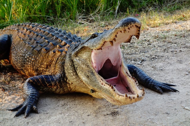 Un alligator la gueule ouverte 