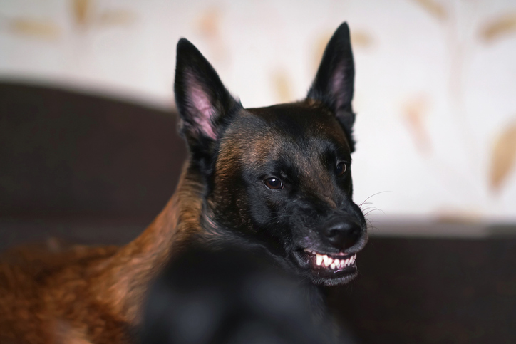 Un Malinois agressif