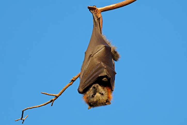 Une chauve-souris