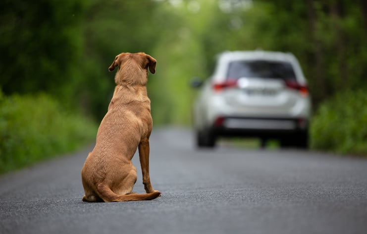 Un chien abandonn&eacute; sur la route
