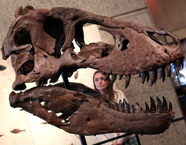 Le cr&acirc;ne reconstitu&eacute; du T. Rex