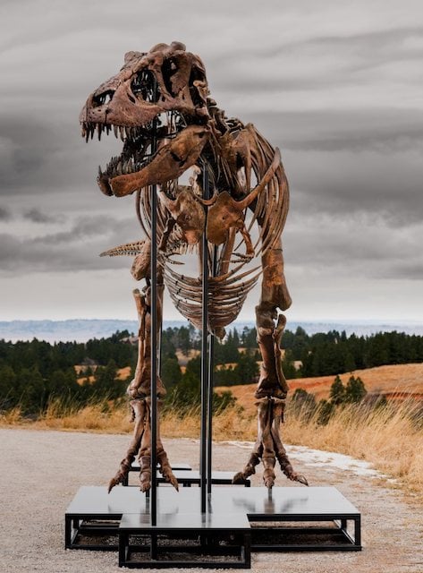 Le squelette reconstitu&eacute; de Gus, le T. rex vendu aux ench&egrave;res