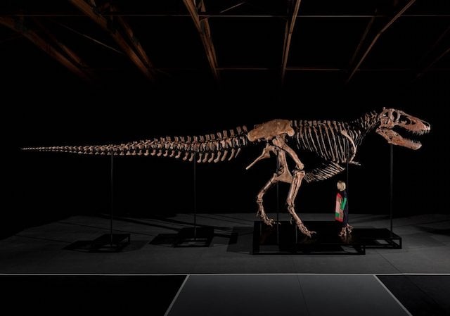 Le squelette reconstitu&eacute; de Gus, le T. rex vendu aux ench&egrave;res