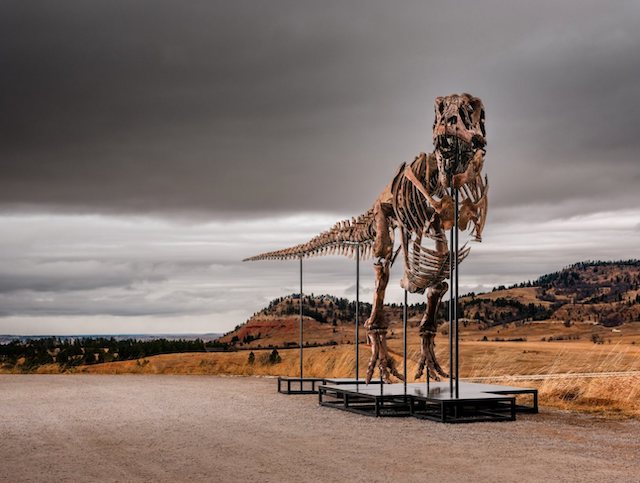 Le squelette reconstitu&eacute; de Gus, le T. rex vendu aux ench&egrave;res