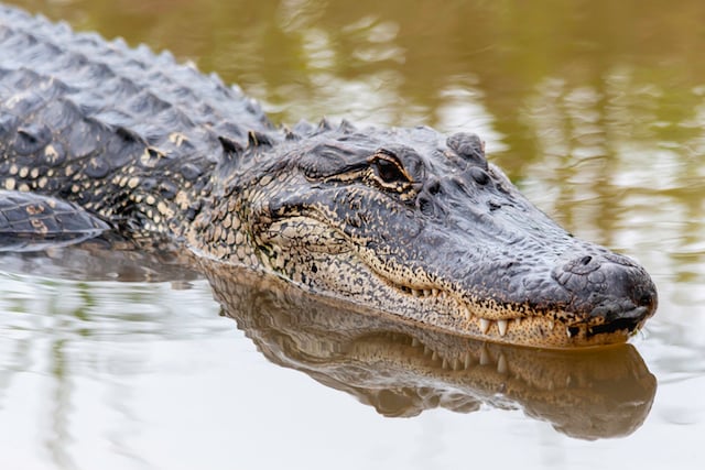 Un alligator dans une rivi&egrave;re