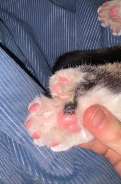 L'une des pattes de Toby