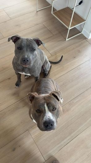 Deux chiens jet&eacute;s du haut d'un pont de 6m, le 12 avril 2026, pr&egrave;s de Toulouse