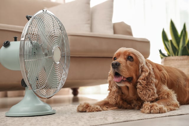 Un chien devant un ventilateur 