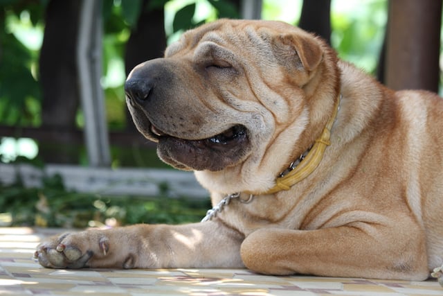 Gros plan sur un chien de race shar-pe&iuml;