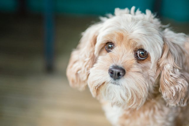 Gros plan sur un chien affichant un air triste