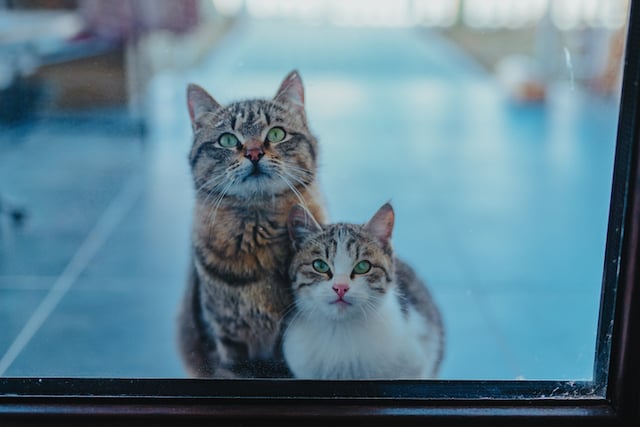 Deux chats devant une porte d'entr&eacute;e vitr&eacute;e