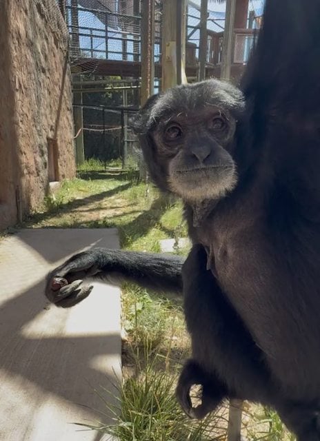 Eve, la femelle siamang 