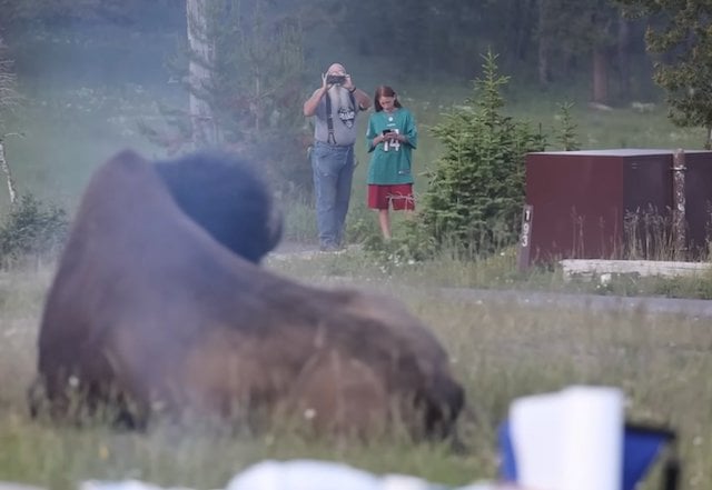 Le grand-p&egrave;re et son petit-fils observant le bison dans le parc de Yellowstone