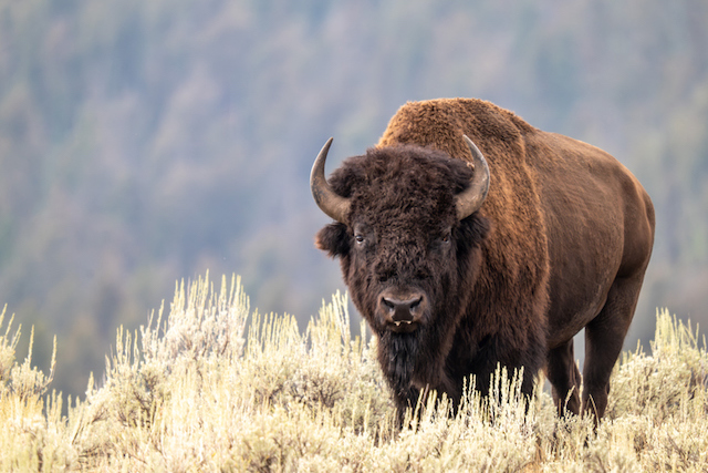 Portrait d&rsquo;un bison m&acirc;le dans le parc national de Yellowstone