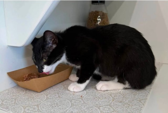 Magnolia, la chatte d&eacute;rob&eacute;e dans une animalerie 
