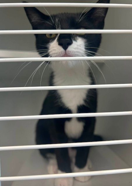 Magnolia, la chatte d&eacute;rob&eacute;e dans une animalerie 
