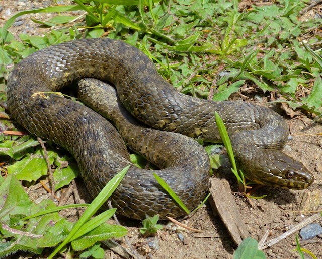Natrix maura