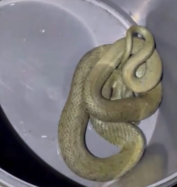 Le serpent dans le sceau 
