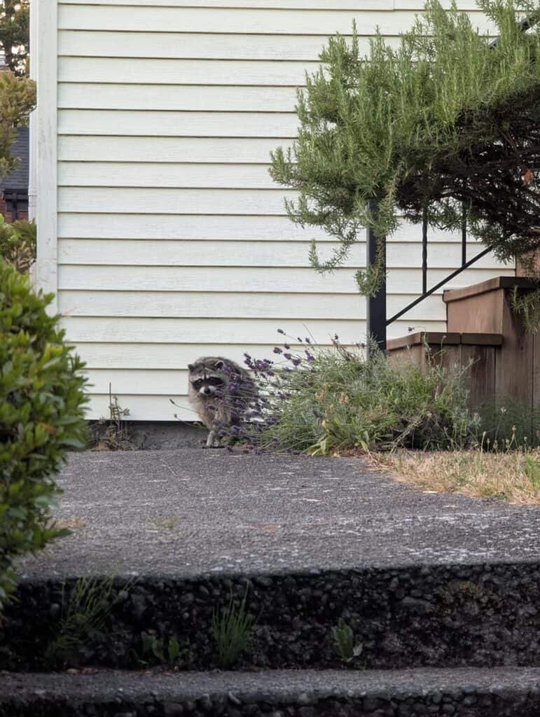 Jimothy le raton laveur de Seattle