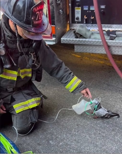 Un pompier en train administrer de l&rsquo;oxyg&egrave;ne &agrave; un pigeon apr&egrave;s l&rsquo;incendie d&rsquo;une voiture