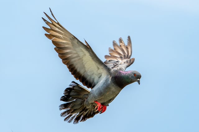 Un pigeon en plein envol