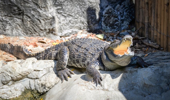 Un crocodile au zoo