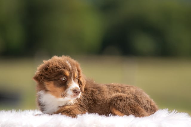 Un chiot berger australien