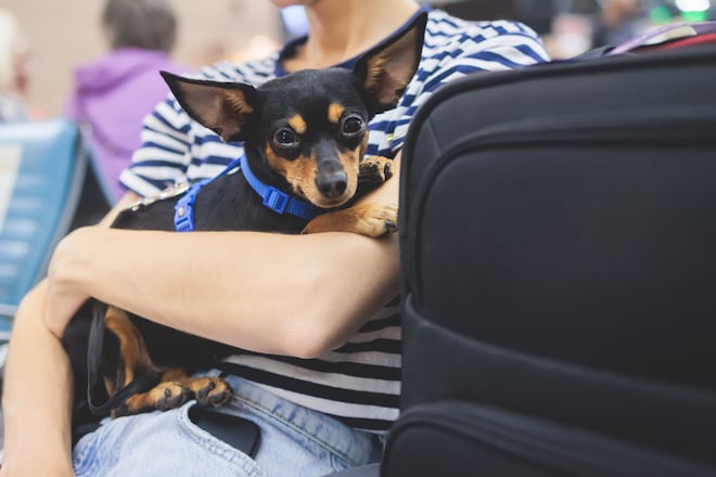 Un chien dans les bras de sa propri&eacute;taire