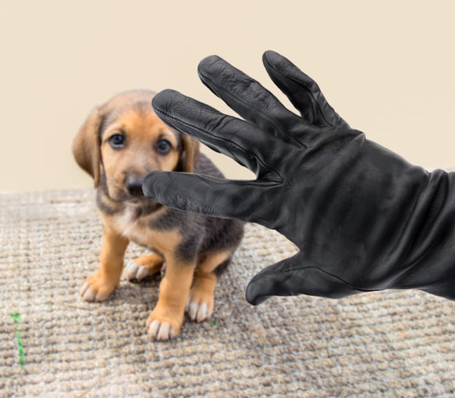 Un chien sous la menace d'un rapt