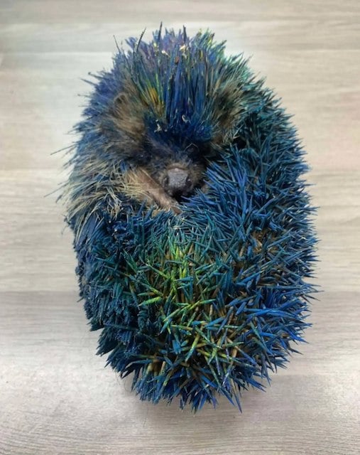 Honey, le h&eacute;risson recouvert de peinture bleue lors de son sauvetage