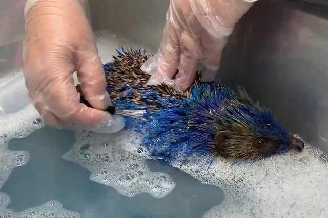 Honey, le h&eacute;risson recouvert de peinture bleue lors de son sauvetage