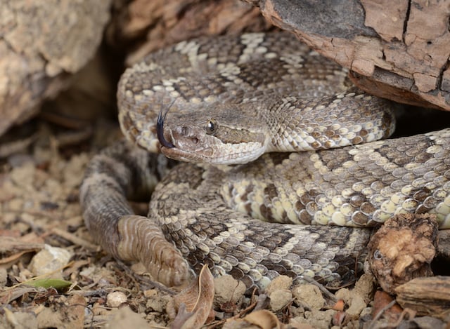 Serpent &agrave; sonnette du Pacifique du Sud
