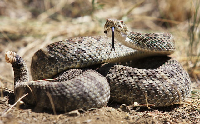 Serpent &agrave; sonnette du Pacifique du Sud