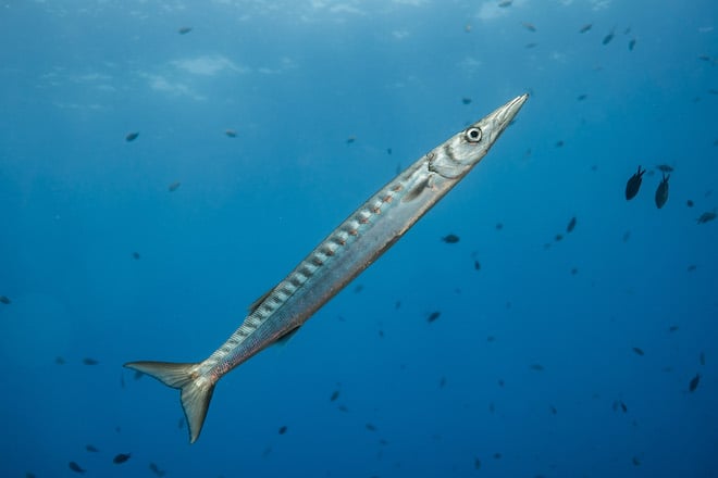 Le petit barracuda