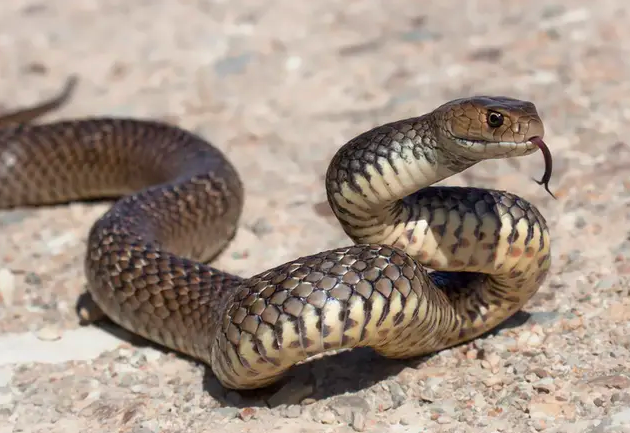 Un serpent brun de l'Est