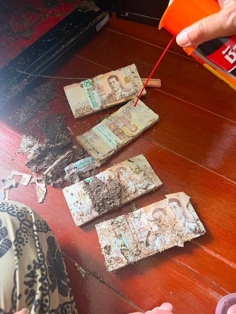 Les billets grignot&eacute;s par les termites 