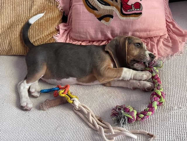 Daisy dans sa famille d'accueil 