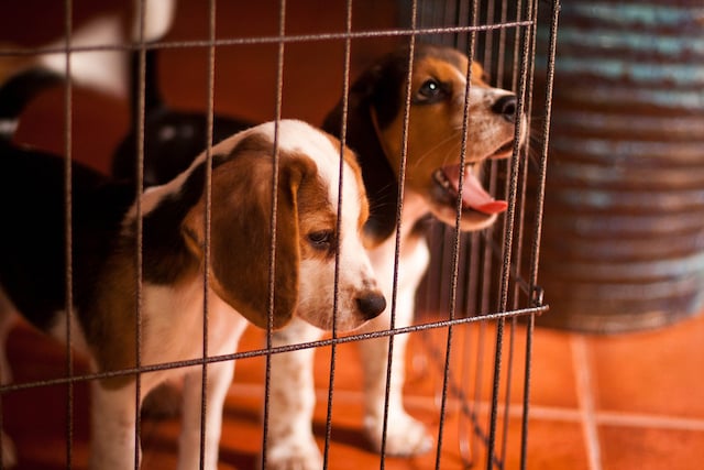 Deux chiots dans une cage