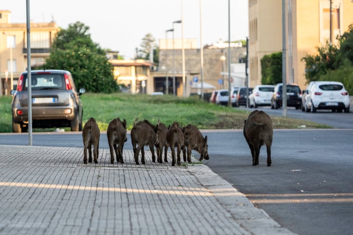 Des sangliers dans une ville