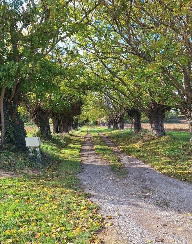 Le bois des Escoumes
