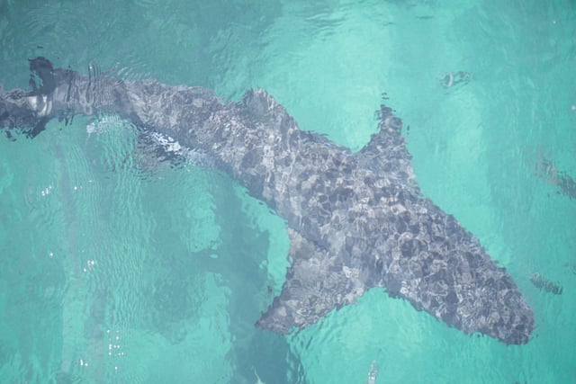 Un requin 